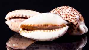 Voyance africaine cauris